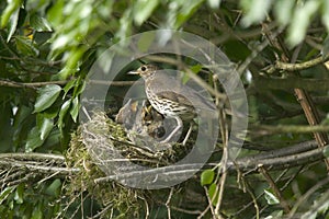 Mother Song Thrush