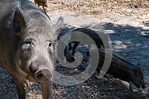 Mother Sow and Boar Piglets