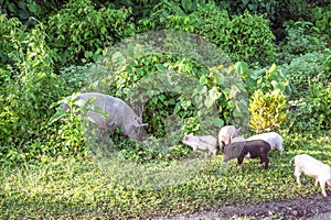 Mother sow pig with piglets on side of road on Upolu Island, Sam