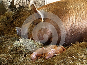 Mother Sow and Piglets