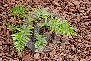 Mother spleenwort fern growing in mulched soil