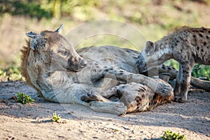 Mother Spotted hyena with two pups.