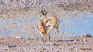 A mother springbok  Antidorcas Marsupialis nursing her young, Etosha National Park, Namibia.