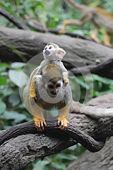 Mother Squirrel Monkey Carrying a Baby on Her Back