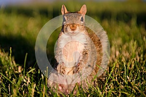 Mother squirrel poses on grass