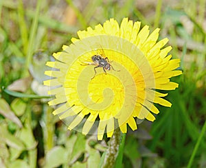 Mother and stepmother attracts flies and insects