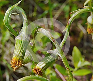 Mother and stepmother attracts flies and insects