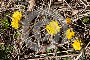 Mother-and-stepmother blooms in early spring against the background of last year`s grass