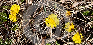 Mother-and-stepmother blooms in early spring against the background of last year`s grass