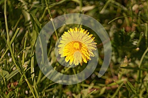 A mother and stepmother flower in the green grass.