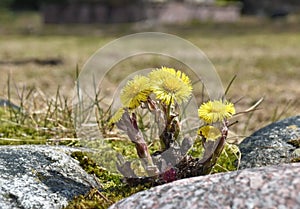 A mother-and-stepmother flower growing on rocks.