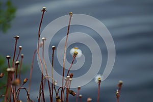 Mother-and-stepmother flowers on the background