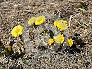 Mother-and-stepmother flowers are blooming.