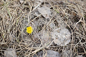 Mother and stepmother flowers in dry foliage