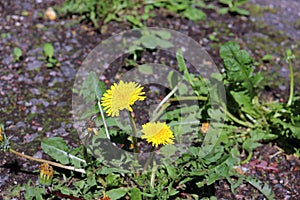 The Mother-and-stepmother plant blooms on the road. Flora Of Russia.