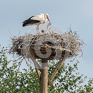 Mother stork with baby storks in the nest