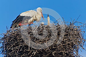 Mother stork feeding babies