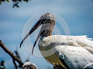 A Mother Stork on the nest