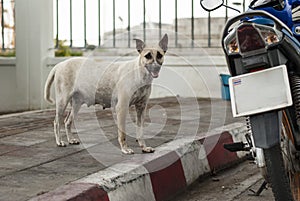 Mother stray dog in Bangkok, Thailand