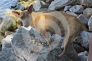 Mother stray dog at the beach.