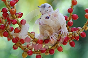 A mother sugar glider is foraging on a vine in the woods while holding her baby.