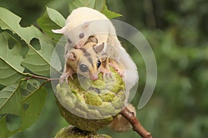 A mother sugar glider holds her baby is preparing to eat a ripe custard apple fruit on the tree.