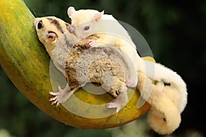 A mother sugar glider holds her baby is preparing to eat a ripe papaya on the tree.