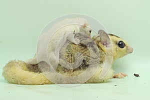 A mother sugar glider holds her baby to protect her baby from predators.