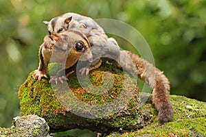 A mother sugar glider is looking for food while holding her two babies.