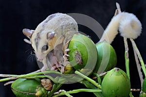 A mother sugar glider is looking for food while holding her two babies.