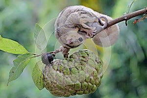 A mother sugar glider is looking for food while holding her two babies.