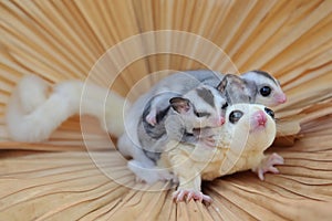 A mother sugar glider is looking for food while holding her two babies.