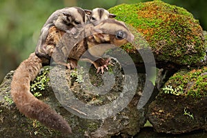 A mother sugar glider is looking for food while holding her two babies.