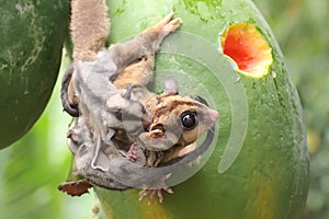 A mother sugar glider is looking for food while holding her two babies.