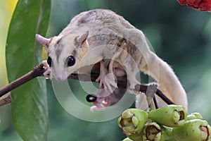 A mother sugar glider is looking for food while holding her two babies.