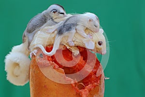 A mother sugar glider is looking for food while holding her two babies.