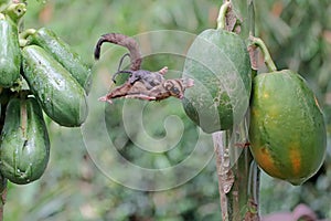 A mother sugar glider is looking for food while holding her two babies.