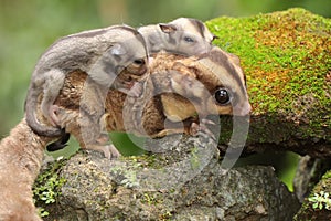 A mother sugar glider is looking for food while holding her two babies.