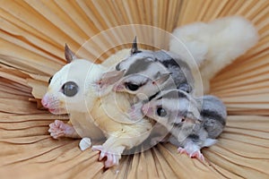 A mother sugar glider is looking for food while holding her two babies.