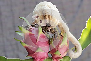 A mother sugar glider was looking for food on a dragon fruit while holding two babies in her stomach pouch.