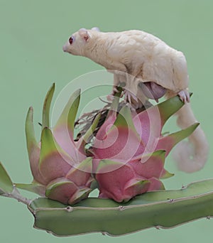 A mother sugar glider was looking for food on a dragon fruit tree that was bearing fruit.