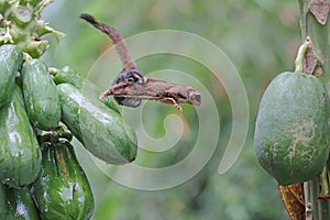 A mother sugar glider who is holding her two babies is flying to move from one papaya tree to another.