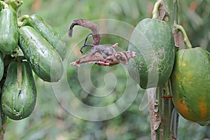 A mother sugar glider who is holding her two babies is flying to move from one papaya tree to another.