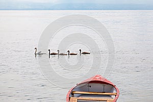 Mother swan with babies on Geneva Lake Lake Leman, Switzerland