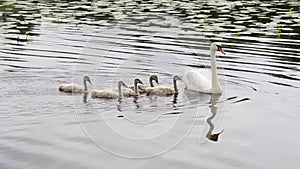 A mother swan with chicks swims in a pond. Little swans in the wild in summer.