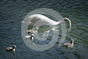 Mother swan dives food for their baby swans photo