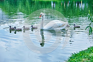 Mother swan with a few days old cygnets baby swans swimming peacefully, in line, across a pond