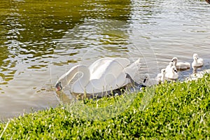 Mother swan with her chicks swimming in the pond