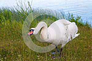 Mother Swan With her Chicks. White swan protects its offspring