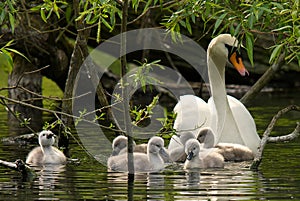 Mother Swan and her cygnets